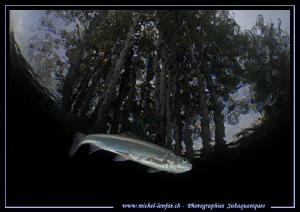 Trout on a stormy day. by Michel Lonfat 